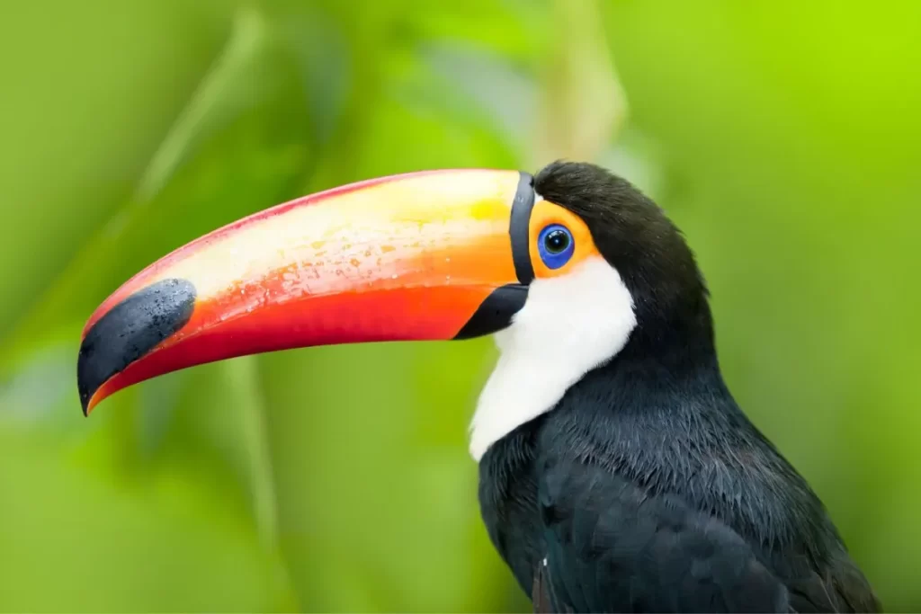 מקיף ארגנטינה צ'ילה וברזיל